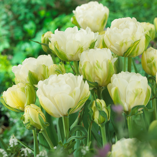 Bulbi Lalele Maureen Double - Pachet 5 Bulbi - Aqua Flowers