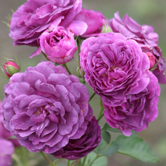 Trandafiri Floribunda - Minerva - Anul 3 - Ghiveci 2L