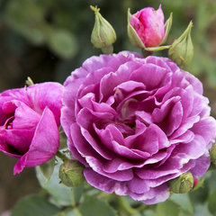 Trandafiri Floribunda - Minerva - Anul 3 - Ghiveci 2L