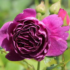 Trandafiri Floribunda - Minerva - Anul 3 - Ghiveci 2L