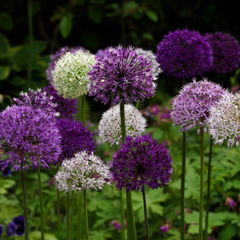 Bulbi Allium Mixt – Pachet 5 Bulbi – Aqua Flowers