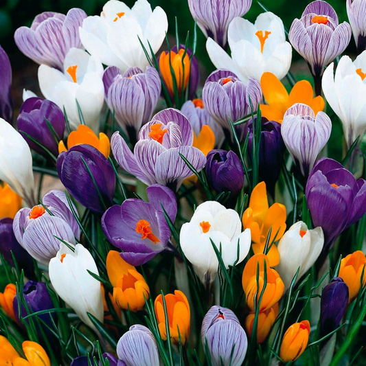 Brândușe Mix – Pachet 30 Bulbi (fără șofran) – Aqua Flowers