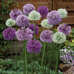 Bulbi Allium Mixt – Pachet 5 Bulbi – Aqua Flowers