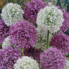 Bulbi Allium Mixt – Pachet 5 Bulbi – Aqua Flowers