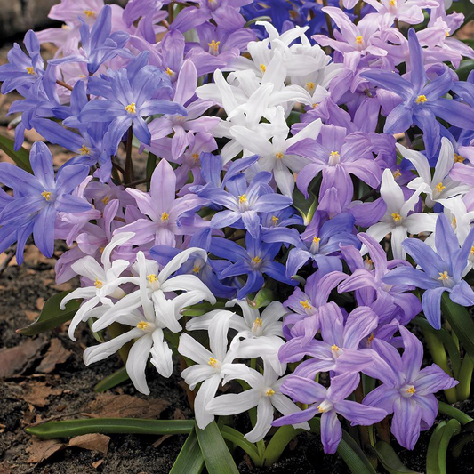 Bulbi Chionodoxa Mixt (Gloria Zăpezii) – Pachet 15 Bulbi – Aqua Flowers