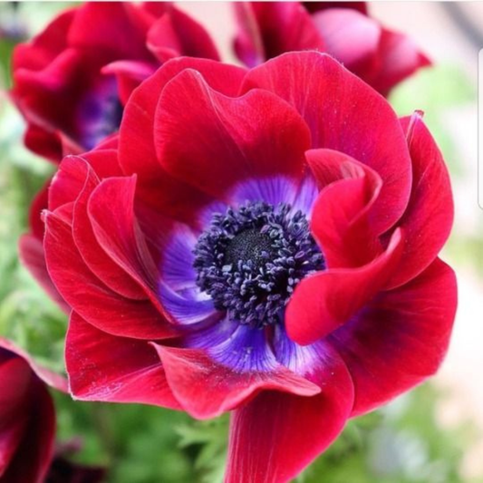 Bulbi Anemone Bicolor - Pachet 10 Bulbi - Aqua Flowers