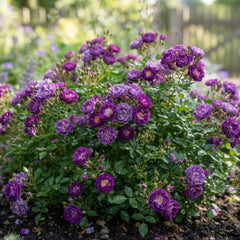 Trandafir Mini-Tufa -Lavender Jewel-radacina ambalata-anul 2
