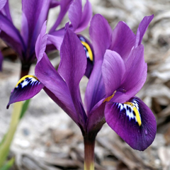 Bulbi Iris Hollandica - Pachet 5 Bulbi - Aqua Flowers