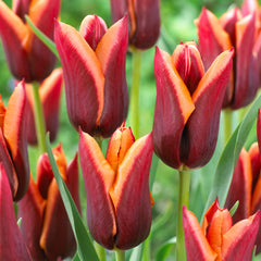 Bulbi Lalele Muvota – Pachet 5 Bulbi - Aqua Flowers