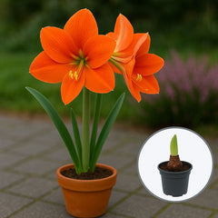 Bulbi Amaryllis Naranja – Ghiveci – Aqua Flowers