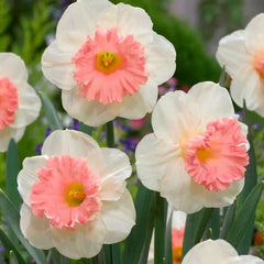 Bulbi de Narcise Duble Pink Wonder - Pachet 3 Bulbi, Aqua Flowers