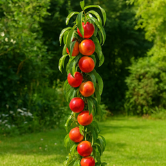 Nectarin Columnar Fantasy - Rădăcină Ambalată Anul 2-3 - Aqua Flowers