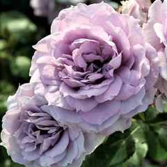 Trandafiri Floribunda - Novalis - Anul 3 - Ghiveci 2L