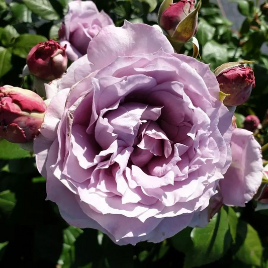 Trandafiri Floribunda - Novalis - Rădăcină Ambalată - Aqua Flowers