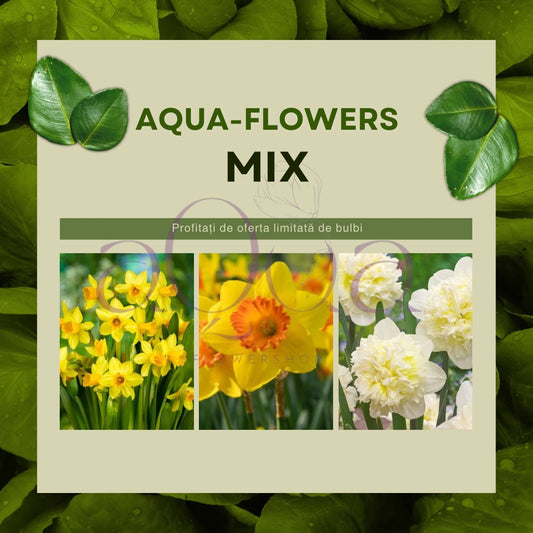 Oferta Bulbi Narcise Ice King, Narcise Pimpernel si Narcise Tete-a-Tete - Pachet 3 Bulbi - Aqua Flowers
