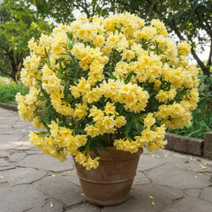 Leandru (Nerium Oleander) - Double Yellow - ghiveci 30 - 40 cm