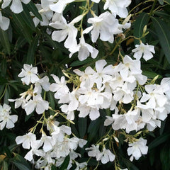 Leandru alb tufa - GHIVECI 2L - MARIME LA LIVRARE 40-50 CM