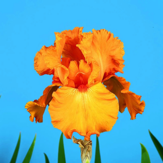 Bulbi Iris Germanica Orange - 1 Rizom - Aqua Flowers