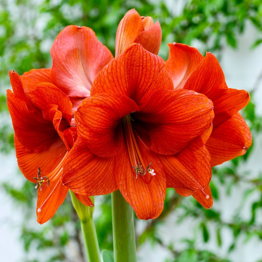 Bulbi Amaryllis – Double Orange – Aqua Flowers