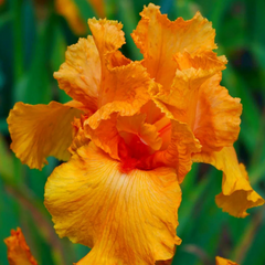 Bulbi Iris Germanica Orange - 1 Rizom - Aqua Flowers