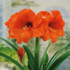 Bulbi Amaryllis – Double Orange – Aqua Flowers