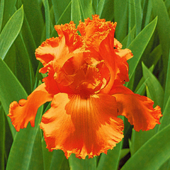 Bulbi Iris Germanica Orange - 1 Rizom - Aqua Flowers