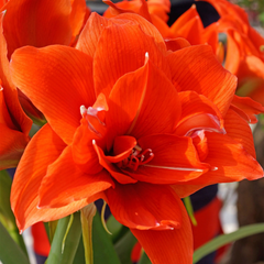 Bulbi Amaryllis – Double Orange – Aqua Flowers