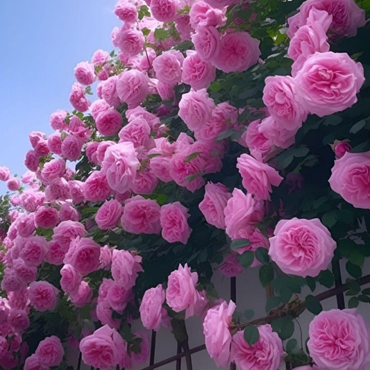 Trandafiri Cățărători Parfumați - Pink - Rădăcină Ambalată - Aqua Flowers