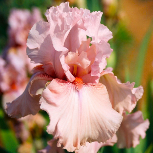 Bulbi Iris Germanica Pink Tafette - 1 Rizom - Aqua Flowers