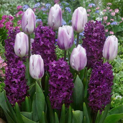 Bulbi Lalele şi Zambile - Pachet 10 Bulbi - Aqua Flowers