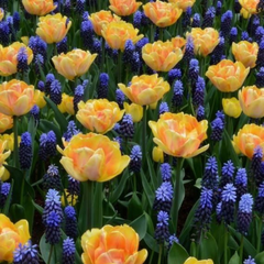 Bulbi Lalele şi Muscari - Pachet 10 Bulbi - Aqua Flowers