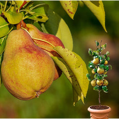 Par Columnar Dalikor - Rădăcină Ambalată Anul 2