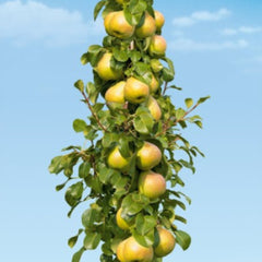 Par Columnar Dalikor - Rădăcină Ambalată Anul 2