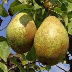 Par - Contesa de Paris - Anul 2-3 - Radacina Ambalata - Aqua Flowers