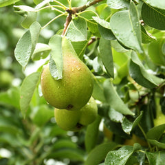 Par Cure - Anul 2-3 - Radacina Ambalata - Aqua Flowers