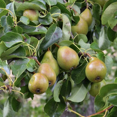 Par Cure - Anul 2-3 - Radacina Ambalata - Aqua Flowers