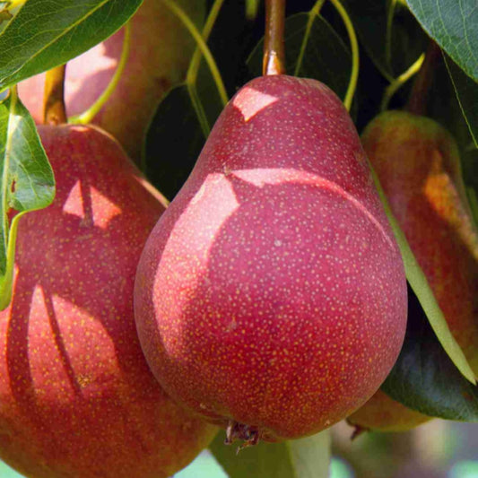 Par Williams Rosu - Radacina Ambalata - Pom Fructifer Rezistent cu Pere Aromate - Aqua Flowers