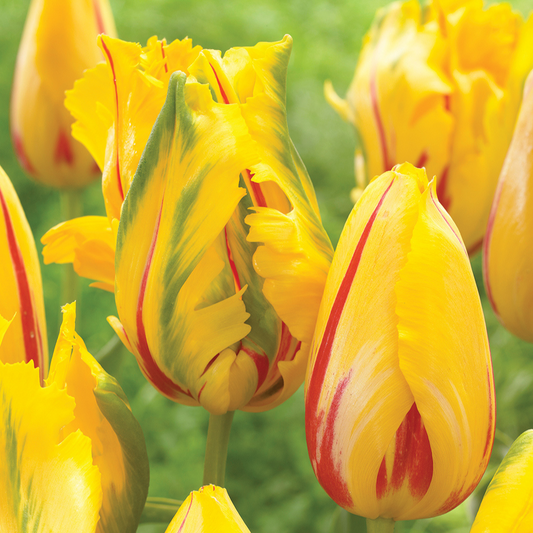 Bulbi Lalele La Courtine Parrot – Pachet 5 Bulbi - Aqua Flowers