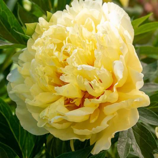 Bujor Laura Dessert (Galben) - 1 Rizom - Aqua Flowers