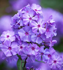 Phlox - Amethyst Brumrele - Pachet 1 radacina - Aqua Flowers