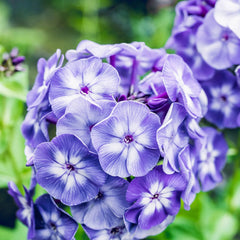 Phlox - Amethyst Brumrele - Pachet 1 radacina - Aqua Flowers