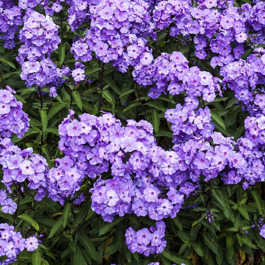 Phlox - Amethyst Brumrele - Pachet 1 radacina - Aqua Flowers