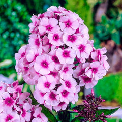 Phlox - Bright Eyes Brumrele - Pachet 1 radacina - Aqua Flowers