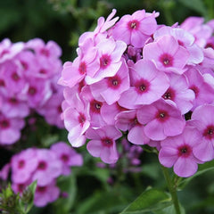 Phlox - Bright Eyes Brumrele - Pachet 1 radacina - Aqua Flowers