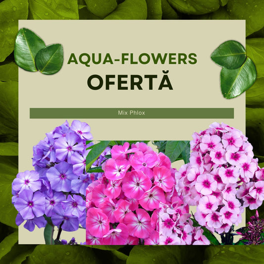 Phlox - Mix Brumrele - Pachet 3 radacini - Aqua Flowers