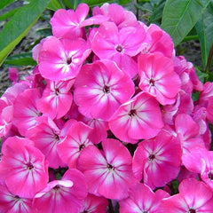 Phlox - Pink Brumrele - Pachet 1 radacina - Aqua Flowers
