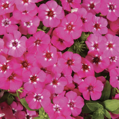 Phlox - Pink Brumrele - Pachet 1 radacina - Aqua Flowers