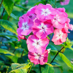 Phlox - Pink Brumrele - Pachet 1 radacina - Aqua Flowers