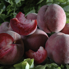 Piersic - Rubino - Anul 3 - Radacina Ambalata - Aqua Flowers