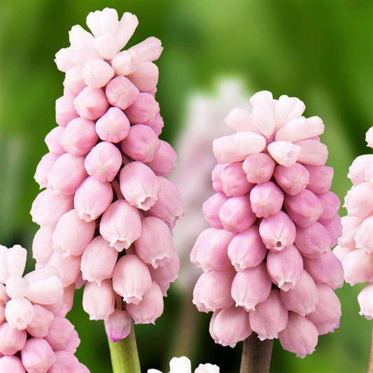 Bulbi Muscari - Pink Sunrise Pachet 5 Bulbi - Aqua Flowers